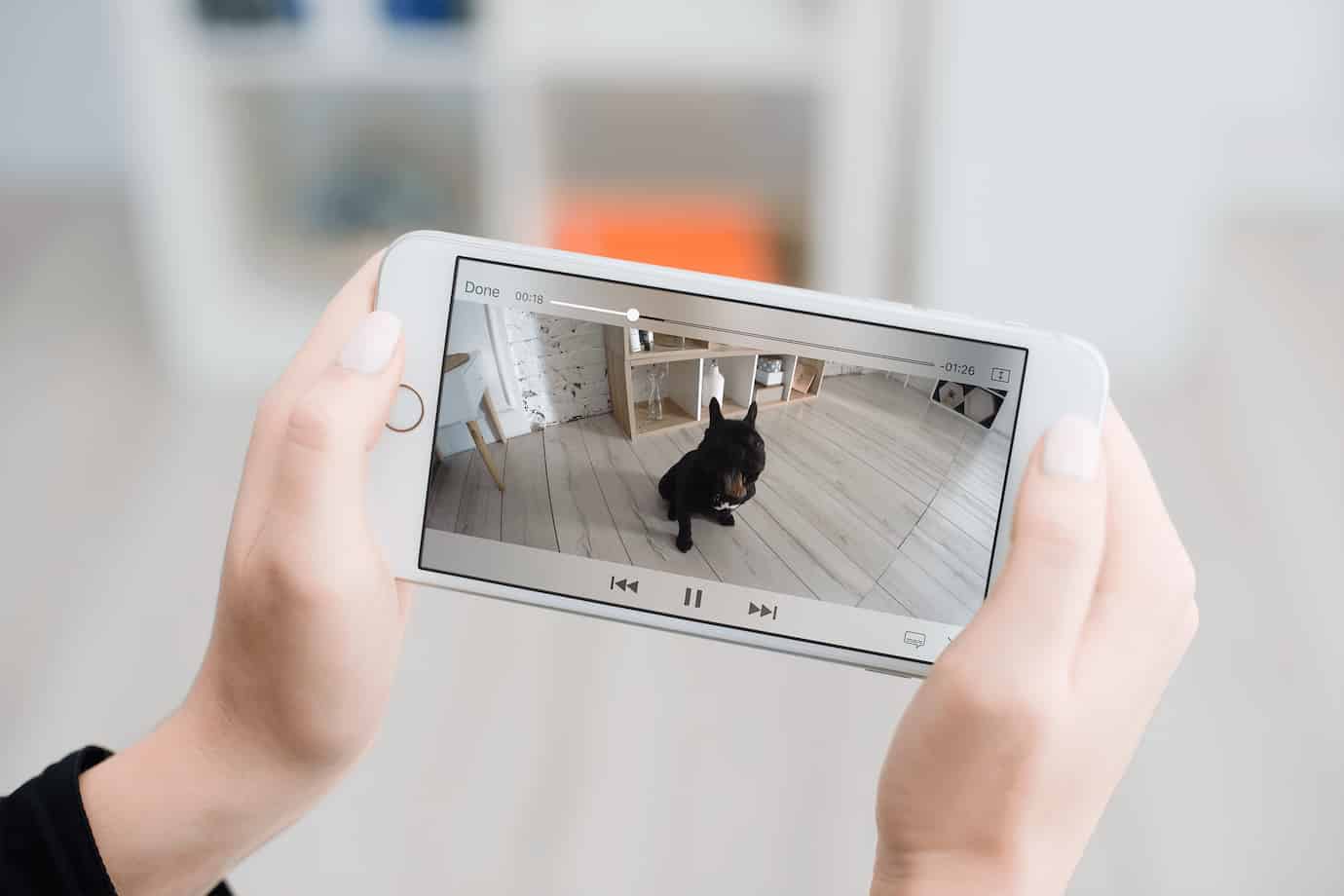 ネットワークカメラでペットを見守る方法