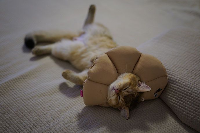 cats sleeping on their back