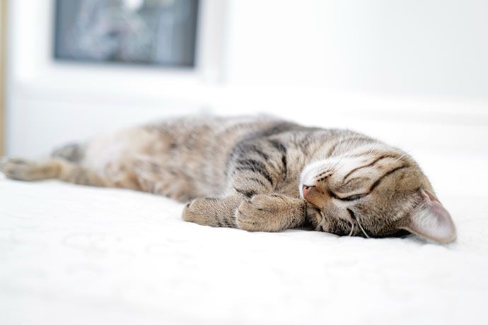 weird cat sleeping positions