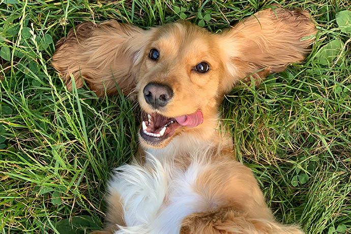 dog-rolling-in-the-grass