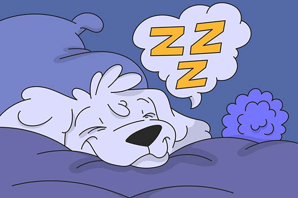 Dog Snoring: Is it Normal for Dogs to Snore?