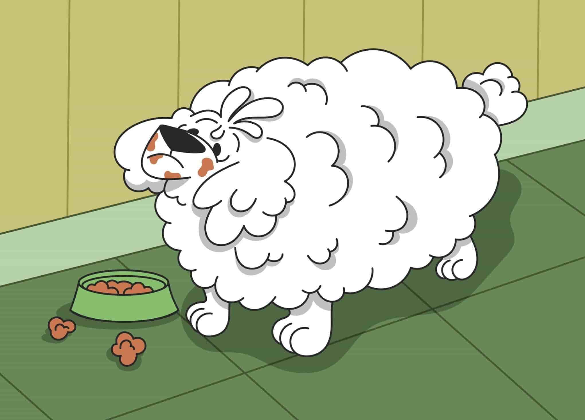 Obesity in Dogs: The Dangers of Having an Overweight Dog