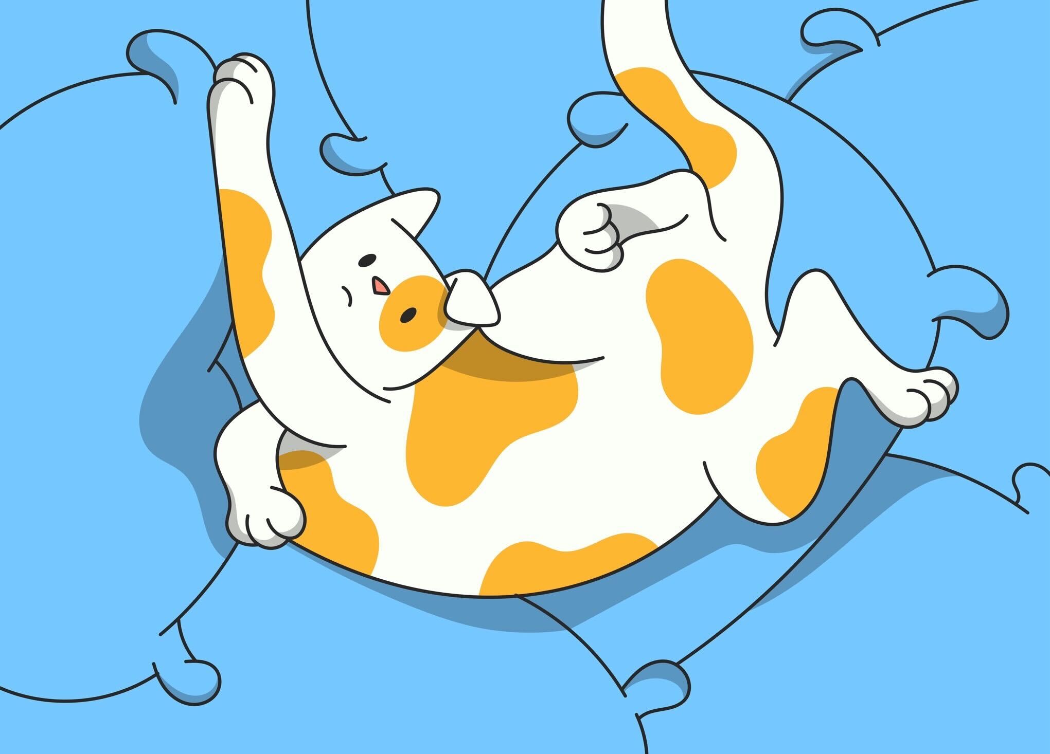 Cat Behaviors and Common Problems Explained