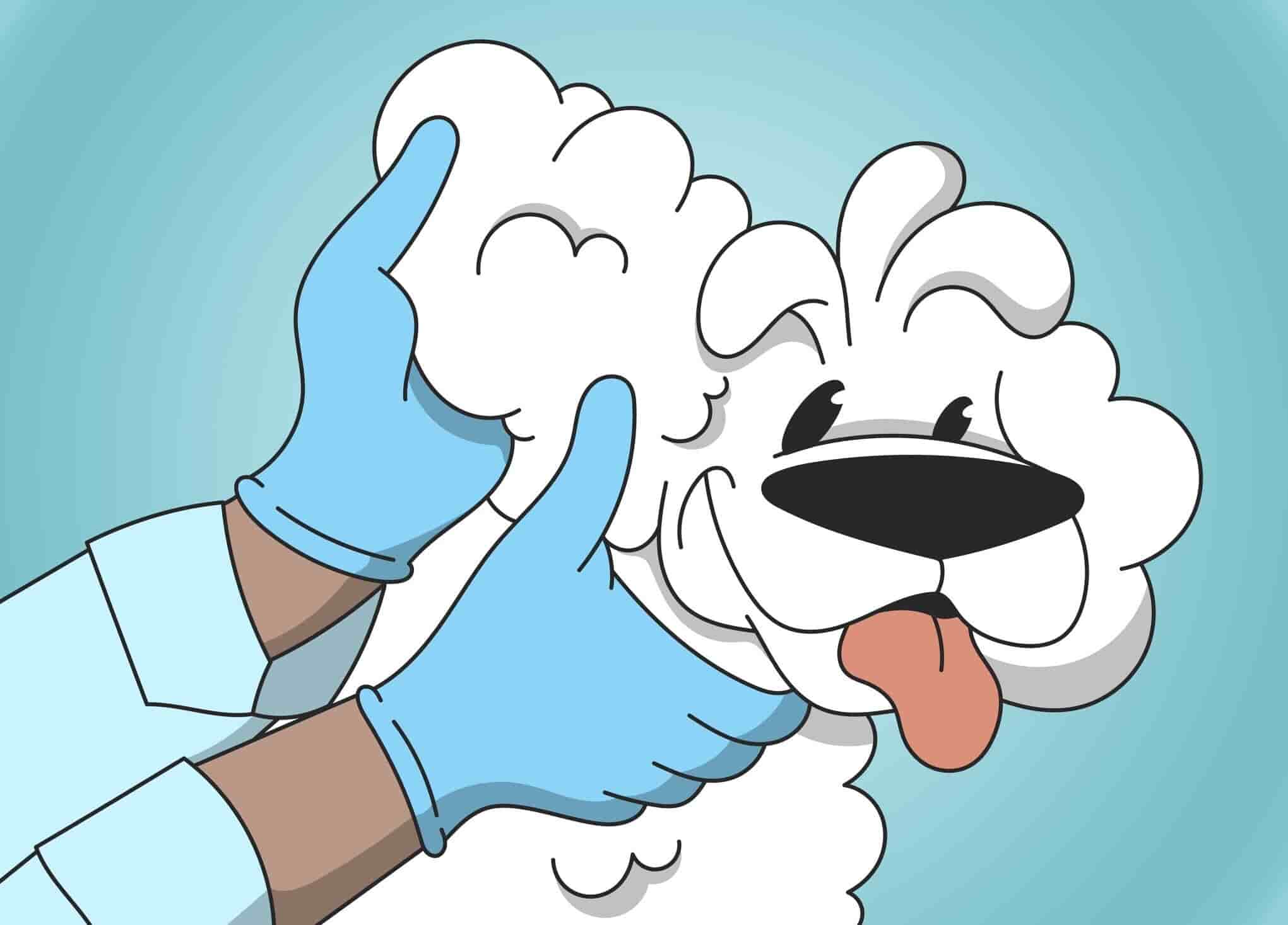 How To Clean Your Dog's Ears?