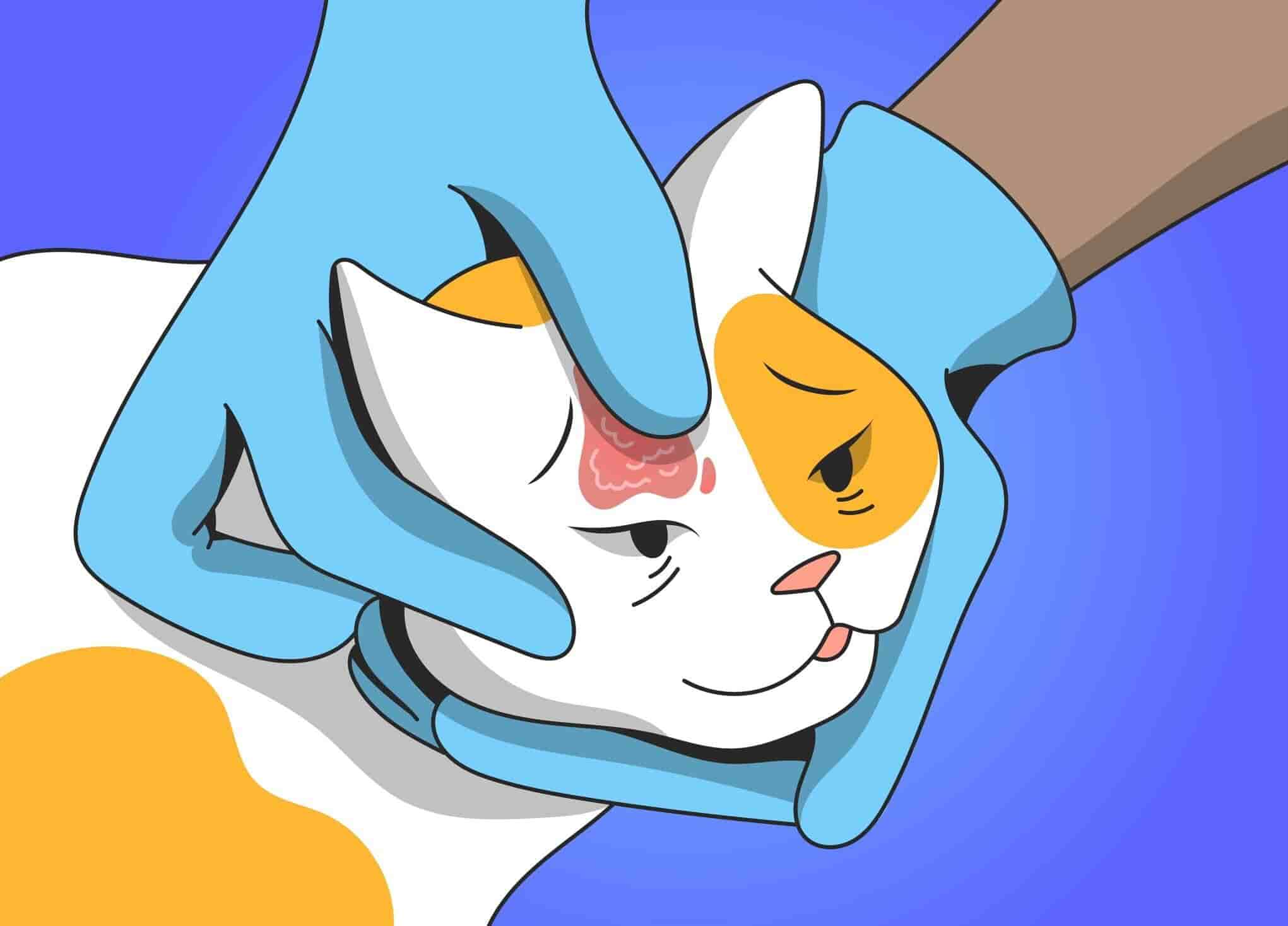 Ringworm In Cats: Symptoms, Causes, And Treatment