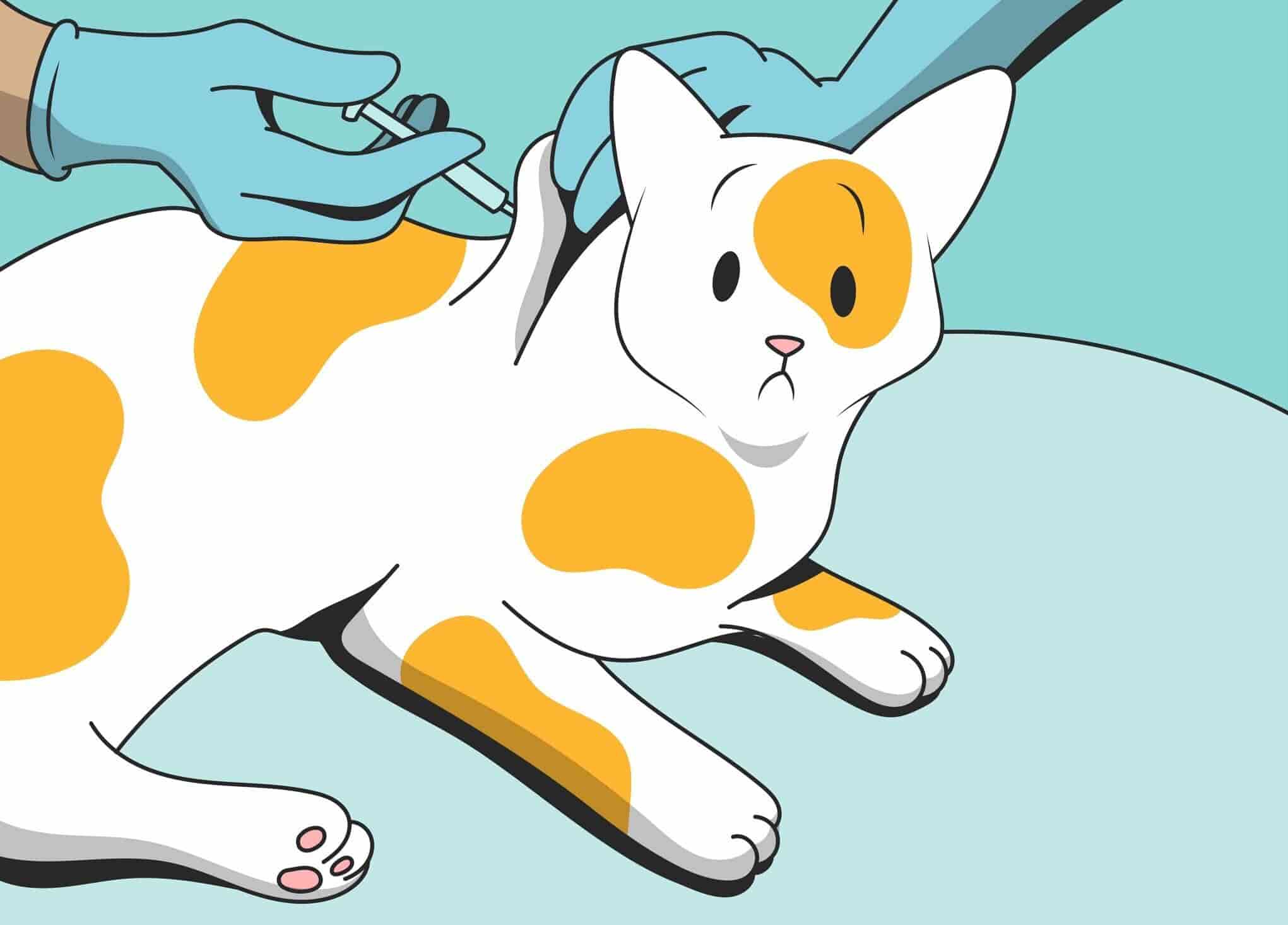 Cat Diabetes: Everything You Need To Know