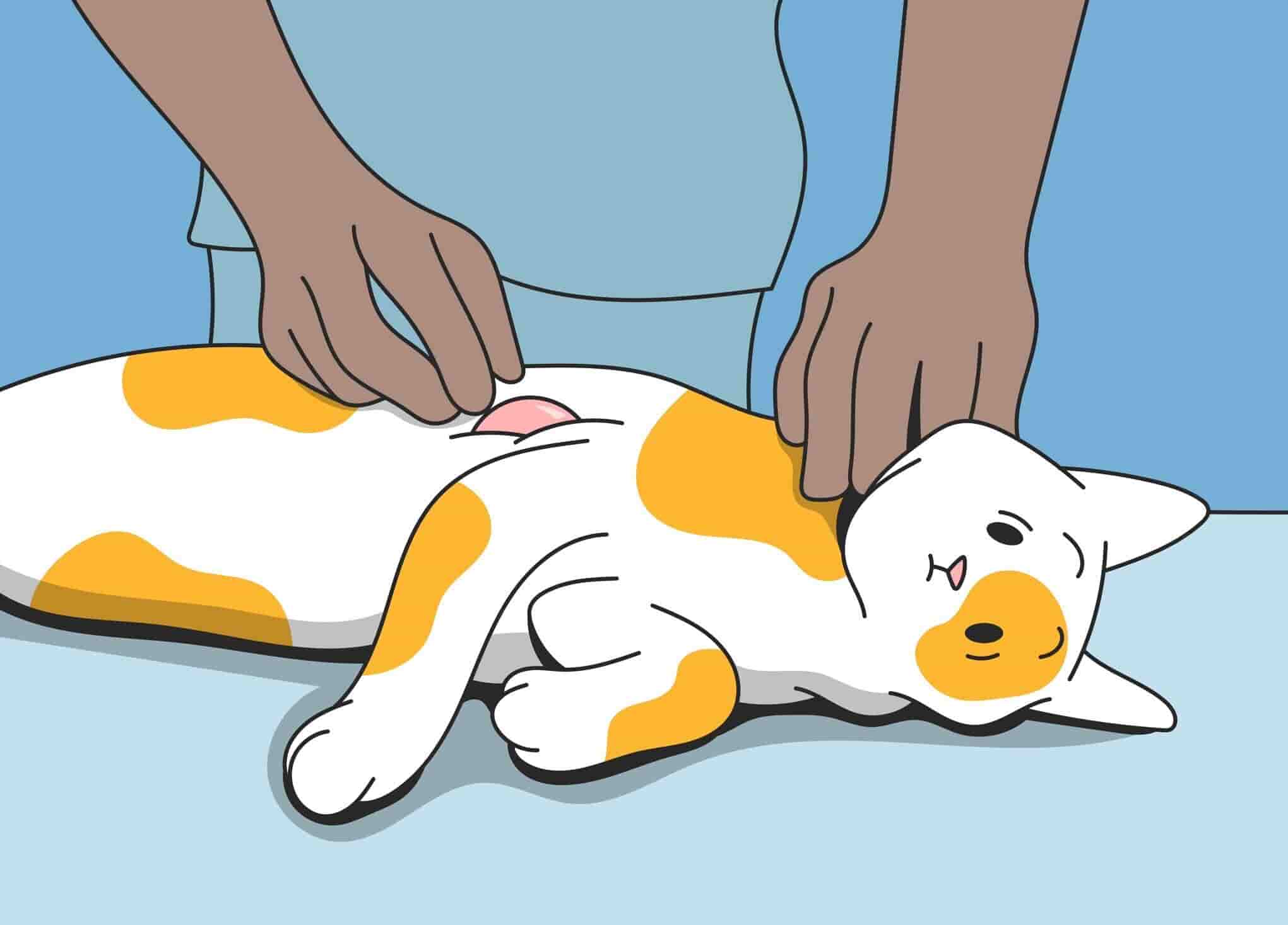 Bumps on Cats: Cat Lumps You Should Be Worried About