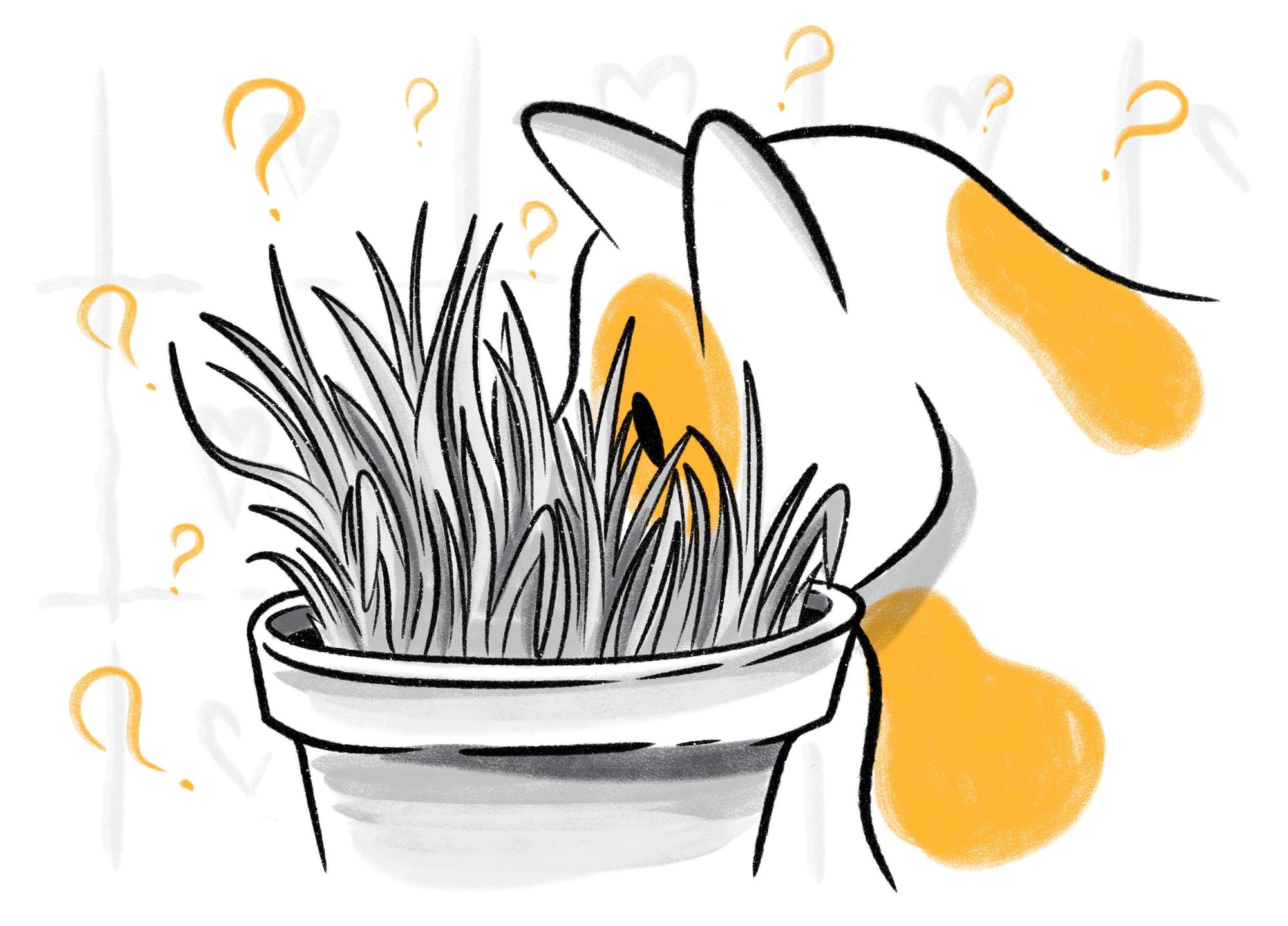 The Low-Down On Cat Grass