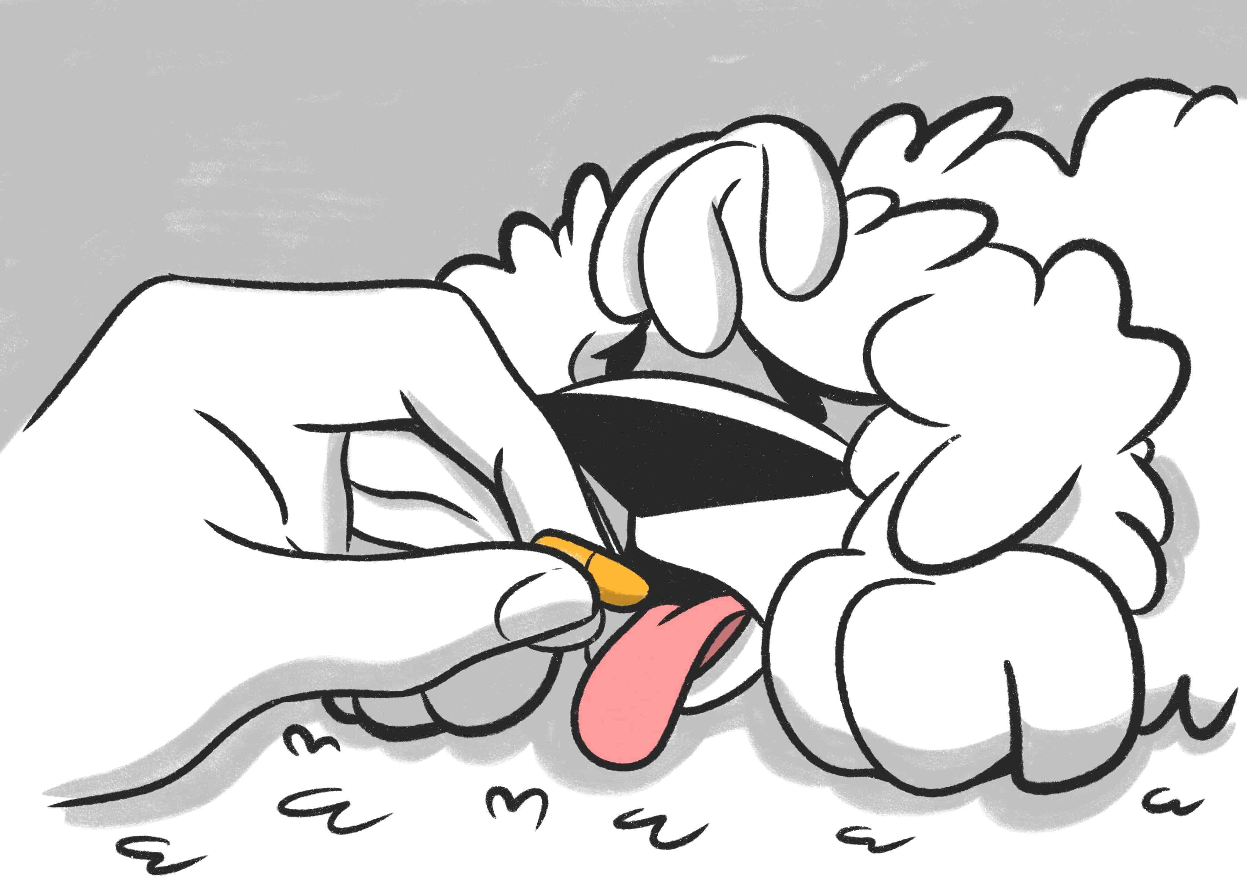 Anemia in Dogs: Signs, Diagnose & Symptoms