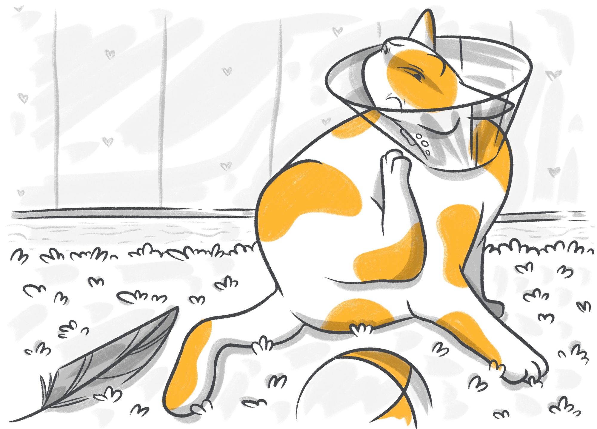 How to Identify & Treat Mange in Cats