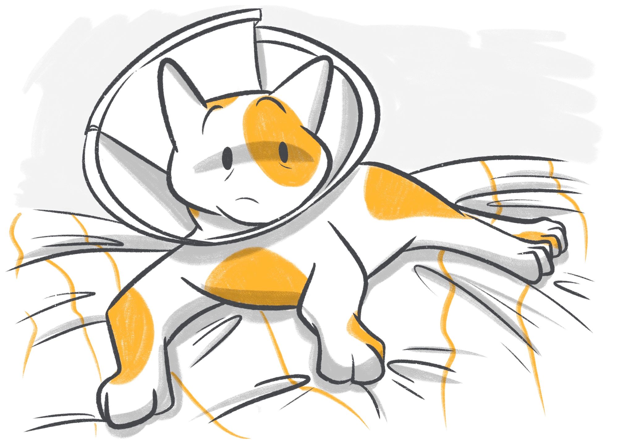 5 Common Questions About Pet Neutering and Spaying