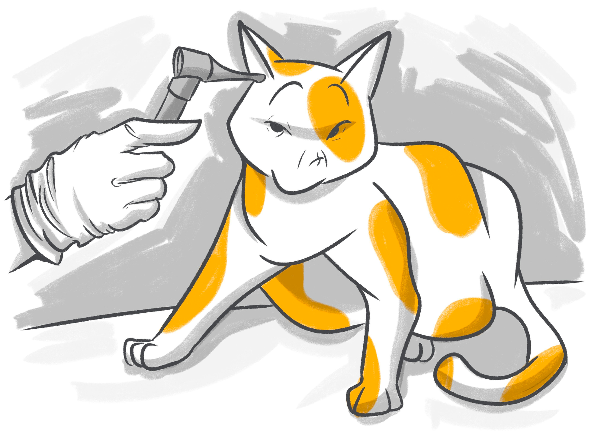 7 Questions to the Emergency Fund Vet About Feline Ear Infection