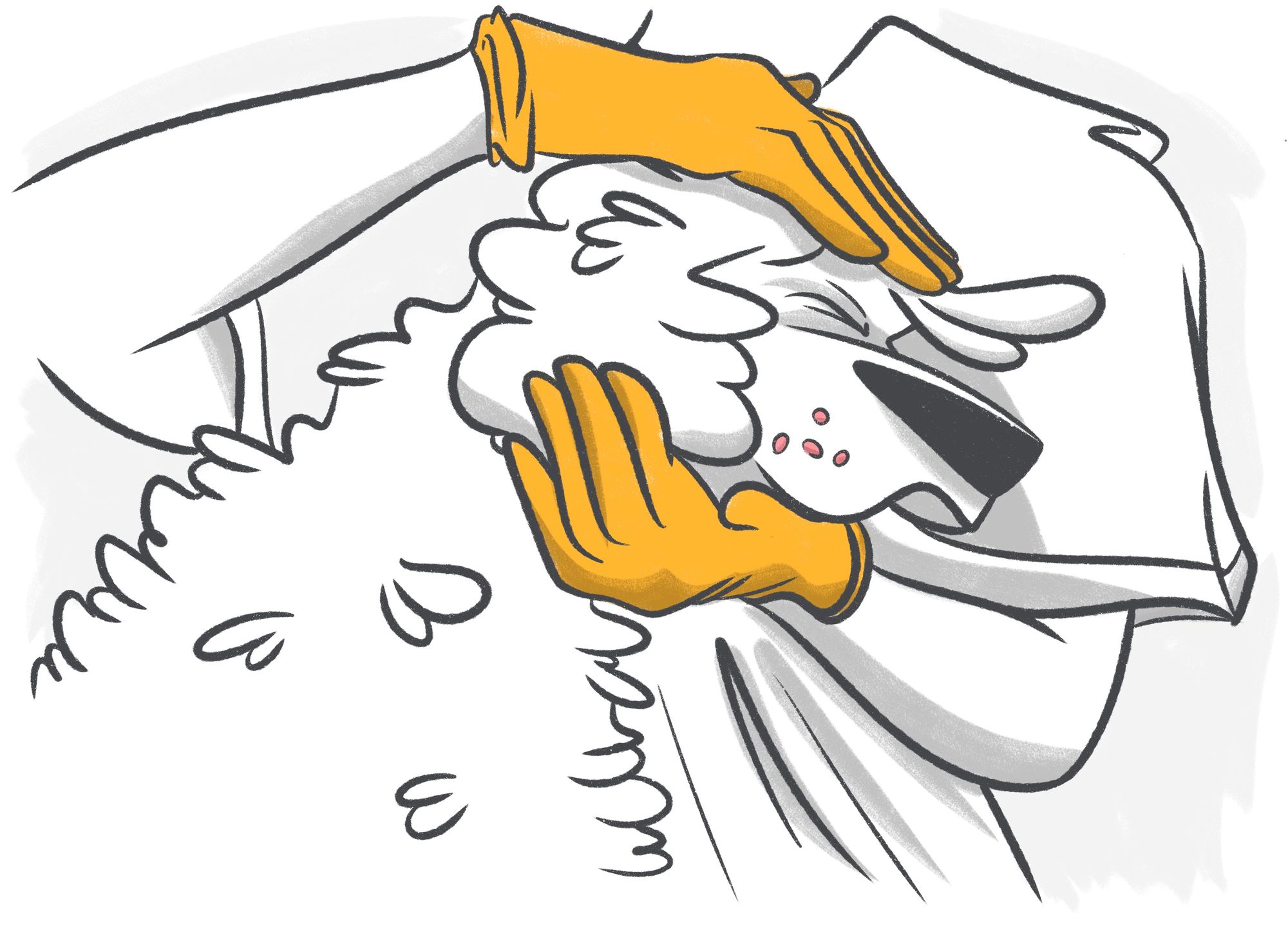 Warts in Dogs: Causes, Symptoms, and Treatment of Viral Papillomas