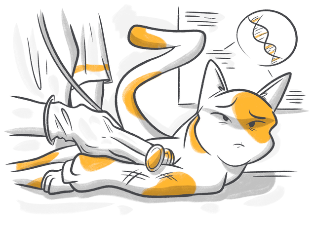 Anemia in Cats: Causes, Treatment & Prevention