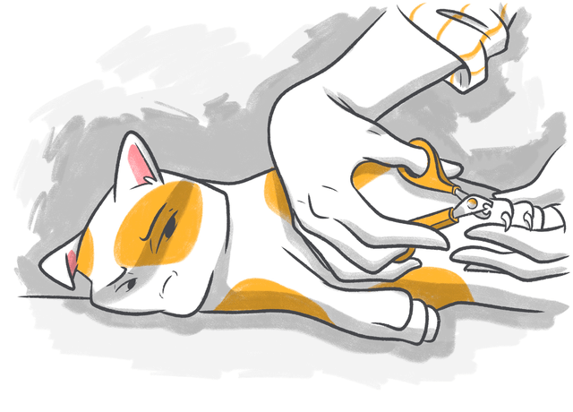 A Guide to Trimming Your Cat's Nails: Tips and Tools for Easy and Safe Clipping