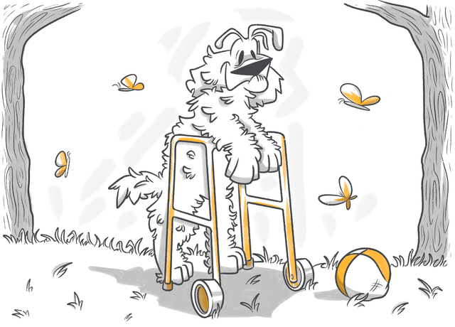 Pet Insurance for Older Pets: What You Need to Know