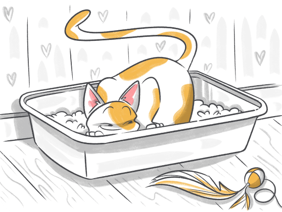 Potty Time: How to Litter Train a Kitten?