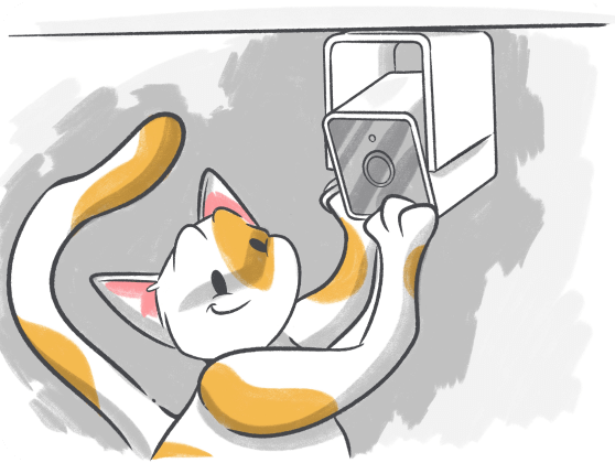 5 Reasons to Have the Petcube Pet Camera for your Kitten