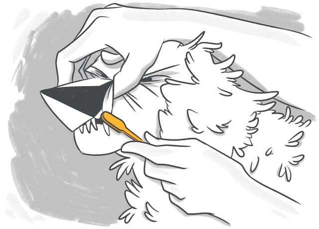 How to Brush Your Dog’s Teeth?