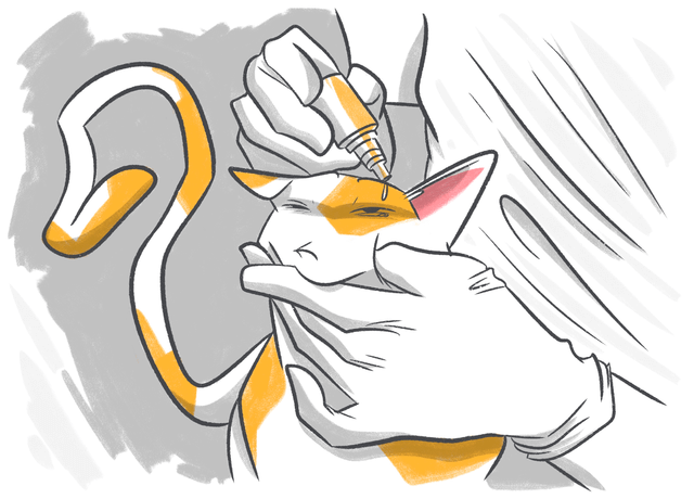 Conjunctivitis or Pink Eye in Cats