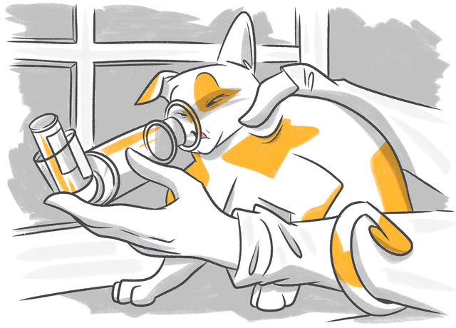 What Causes My Cat Coughing and What to Do?