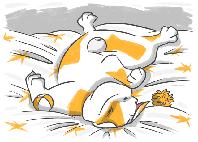 Why Is My Cat Rolling Around on Their Back?