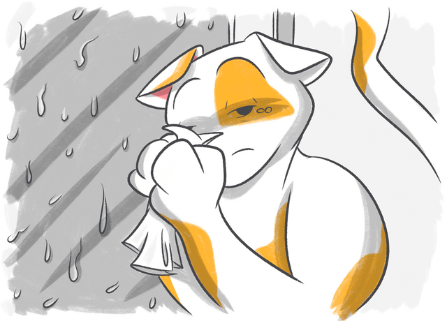 Eye Discharge in Cats