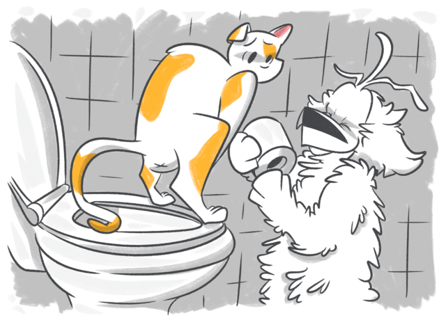 What is Colitis in Cats?