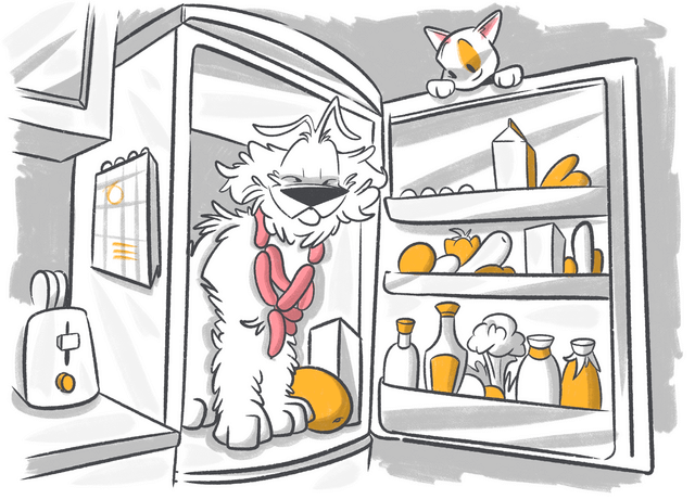 What Can I Feed My Dog Instead of Dog Food?