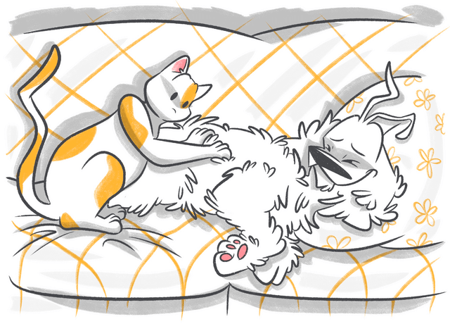 My Dog Is Suffering from Colitis: What Should I Do