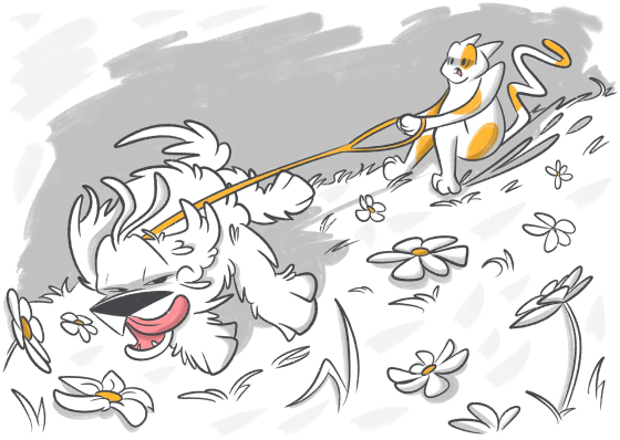 How to Leash Train a Dog or Puppy