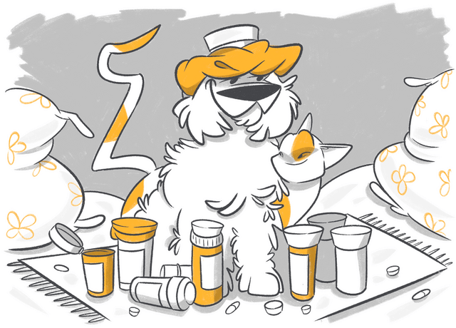 Dogs and Human Medications