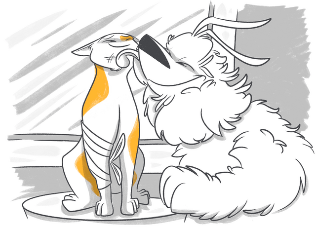 How to Comfort a Cat in Pain?