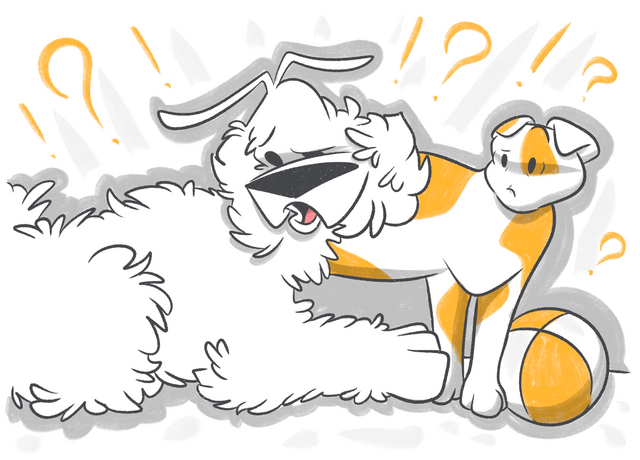 Does Pet Insurance Cover Spaying and Neutering?