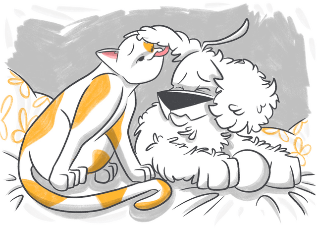 How to Treat Yeast Infections in Dogs?