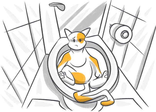 All About Cat Constipation: From Kittens To Seniors