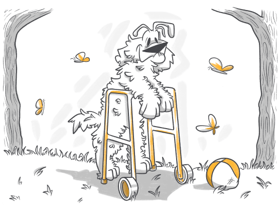 Why You Should Adopt Senior Dogs