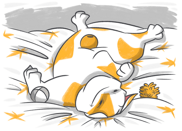 Petcube Emergency Fund vs Spot Pet Insurance