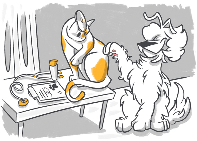 Do All Vets Take Pet Insurance?