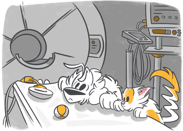 Dog MRI: What Every Pet Parent Should Know