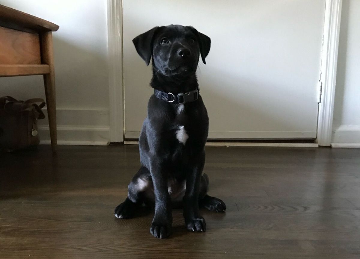 Dog Training