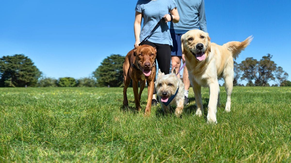 Million Paws Walk will return to Murray Bridge after five years