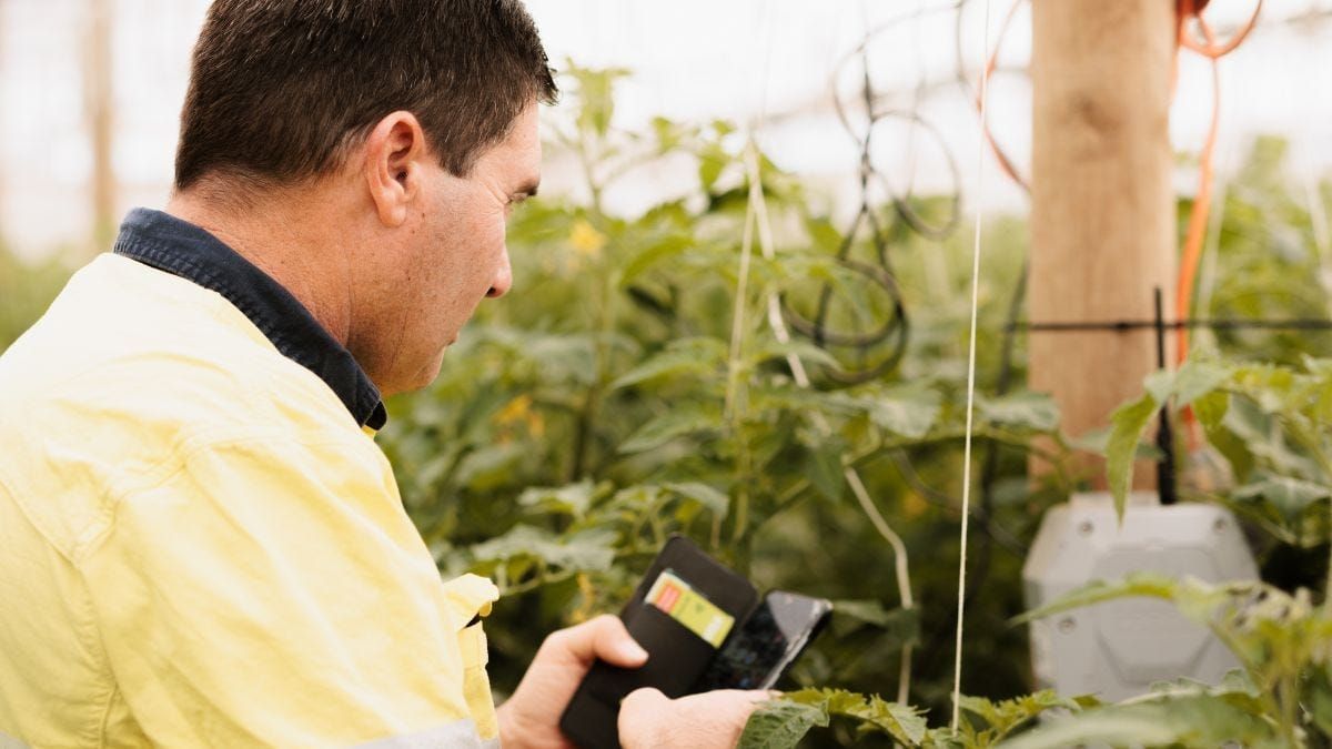 Produce company will use AI to monitor and track veggie growth