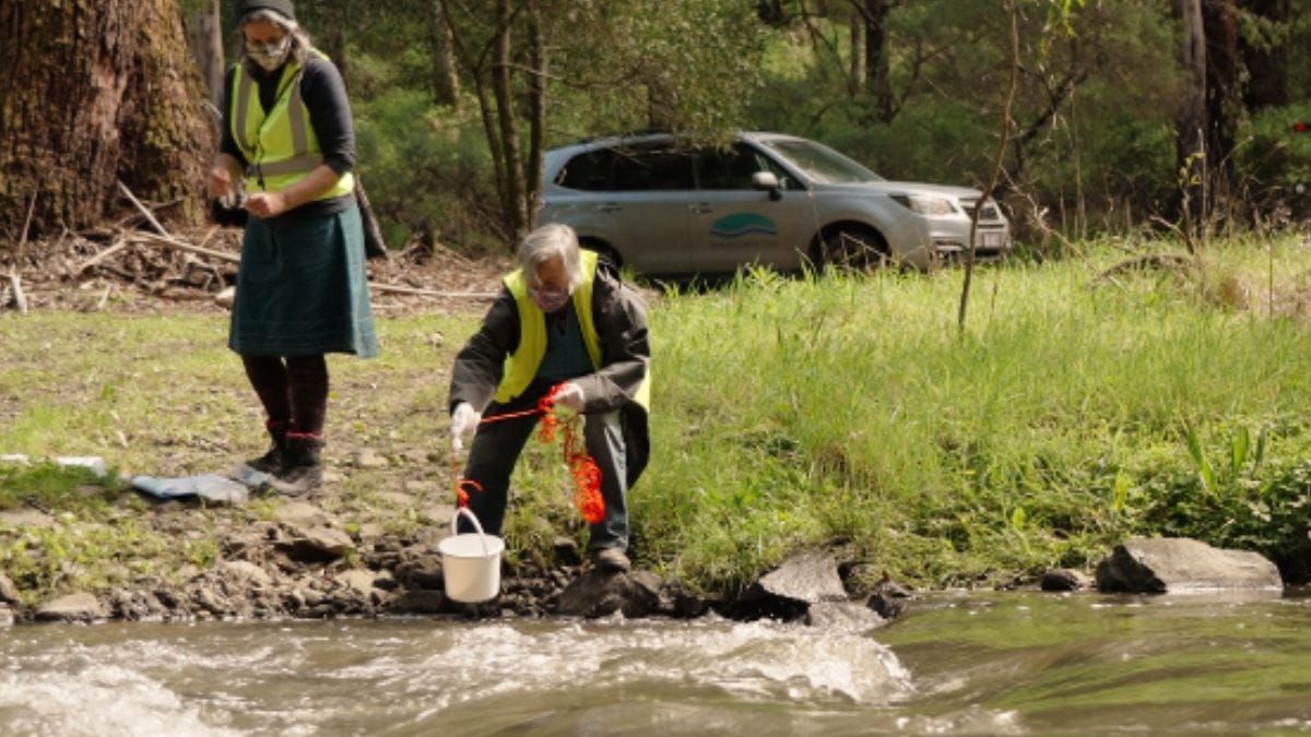 Carp are the most prominent fish species in Murray Bridge, DNA study proves