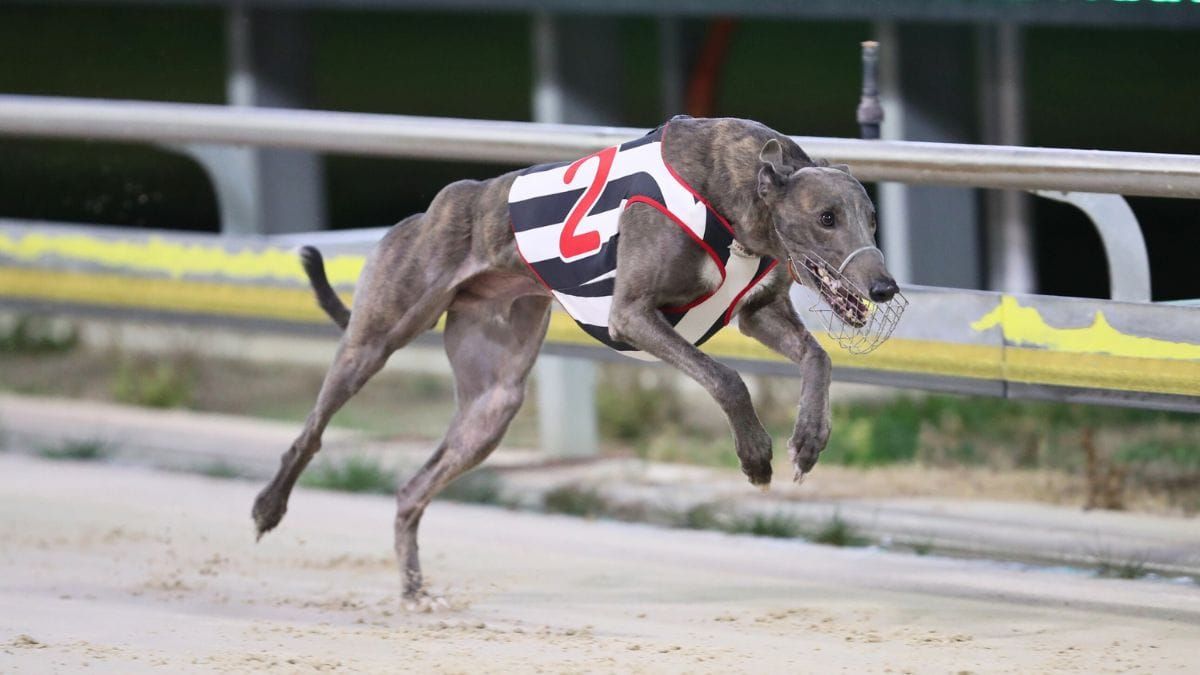 Murray Bridge greyhound trainers banned over cruelty to animals