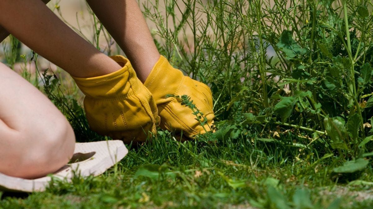 Declared weeds aren’t always obvious, landscape board warns