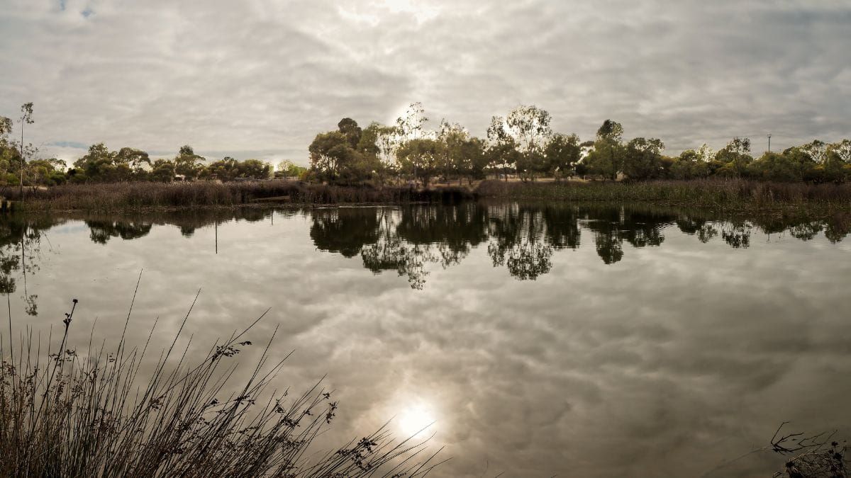 Walk of the month: Rural Avenue wetland, Murray Bridge