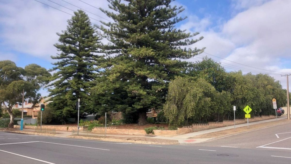 Trees could be saved in future if law change goes through