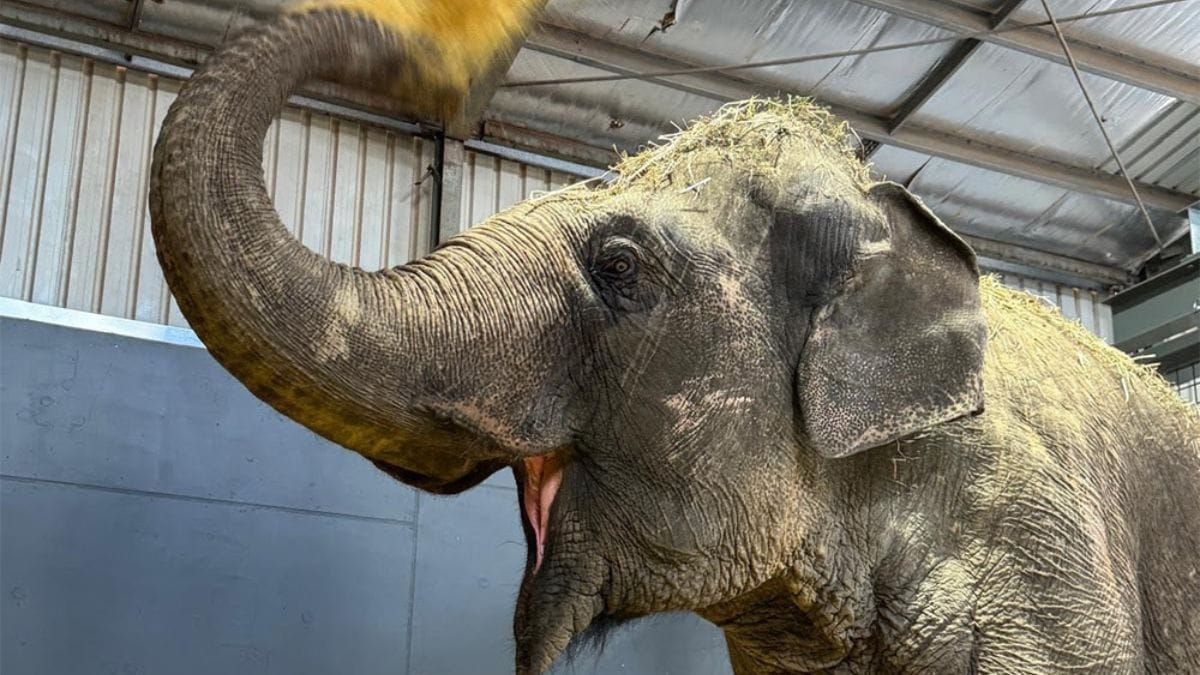 Welcome, President Trunk: First new elephant arrives at Monarto Safari Park