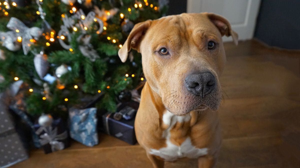 ‘Outside dog’ is a myth, Murraylands animal welfare group says